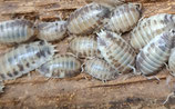 Porcellio laevis "Silver Lining"