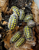 Armadillidium gestroi