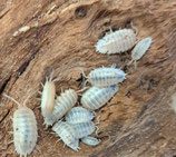 Porcellio laevis "white"