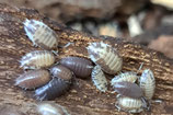 Porcellio laevis Mix