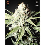 Greenhouse Seeds Great White Shark
