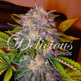 Delicious Seeds Caramelo 10 Stk.
