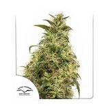 Dutch Passion Seeds THC-Victory