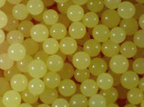 Carnauba Wax Pellet (700 - 1000µm) - 100 gr sample