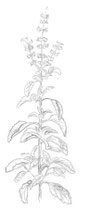 Tulsi Gesichtsöl
