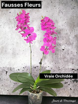 Branche de Phalaenopsis rose fuchsia