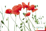 Mohn