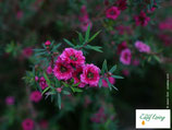 Manuka