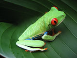 Frosch