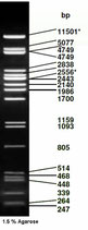 Phage Lambda DNA Pst I digest ready-to-use