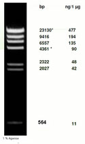 Phage Lambda DNA Hind III digest ready-to-use