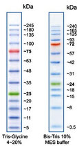 Protein Marker mit 13 Banden und einen Bereich von 5 - 245 kDa