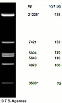 Phage Lambda DNA EcoR I digest ready-to-use