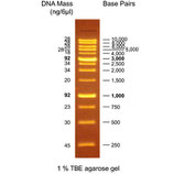 One Mark B  1000 bp DNA Ladder