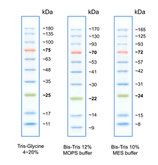 Protein Leiter / Protein Marker PS 10 (11-180 kDa)