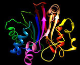 Deoxyribonuclease I - DNase I (Lyophilizate)