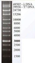 50 kb large-range DNA Leiter - #308-025