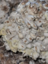 Koji Fermentation