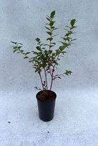 Heidelbeeren