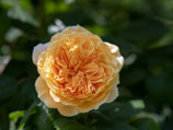 Rosen im Topf