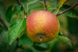 Apfel Halbstamm