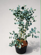 Eukalyptus