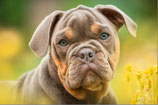 Hunde Fotowalk-Paket Small