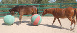 Horse Tuff inflatable balls, Reintroducing at the sale price of $169 (plus $15 shipping)