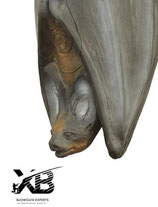 3D Flughund