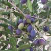 Olive (Olea europaea) 100 ml