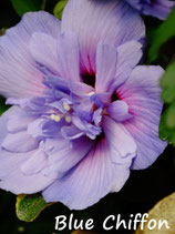 Hibiskus syriacus in Wunschfarbe