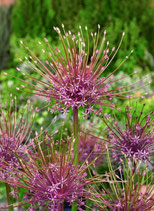 Allium Schubertii