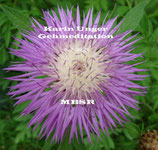 CD Gehmeditation