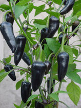 Chili: Hungarian Black