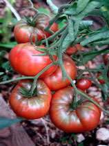 Tomate: Black from Tula
