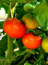 Tomate: Ghittia