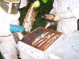 Récolte et extraction de miel