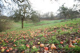 SpeCies Dating: 19.07. Streuobstwiese