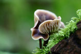 Fachkurs 13: 26./27.09. Pilze