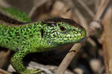 Fachkurs 05: 30.05. Reptilien