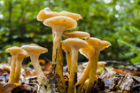 Übungsgruppe: Pilze