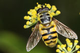Fachkurs 05: 24.05. Schwebfliegen