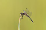 SpeCies Dating: 11.07. Heide und Moore