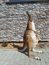 RIBEL260005 Känguru Figur lebensgroß