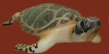 131000 Wasserschildkröte Figur lebensgroß