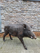 RIBEL249001 Wildschwein Figur lebensgroß lebensecht