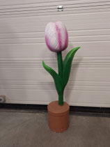 RIBEL258035 Tulpe Figur weiß rosa
