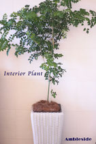 Interior Plant