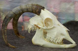 Angora Goat Skull