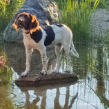22.April 2026 Workshop rund um den Hund